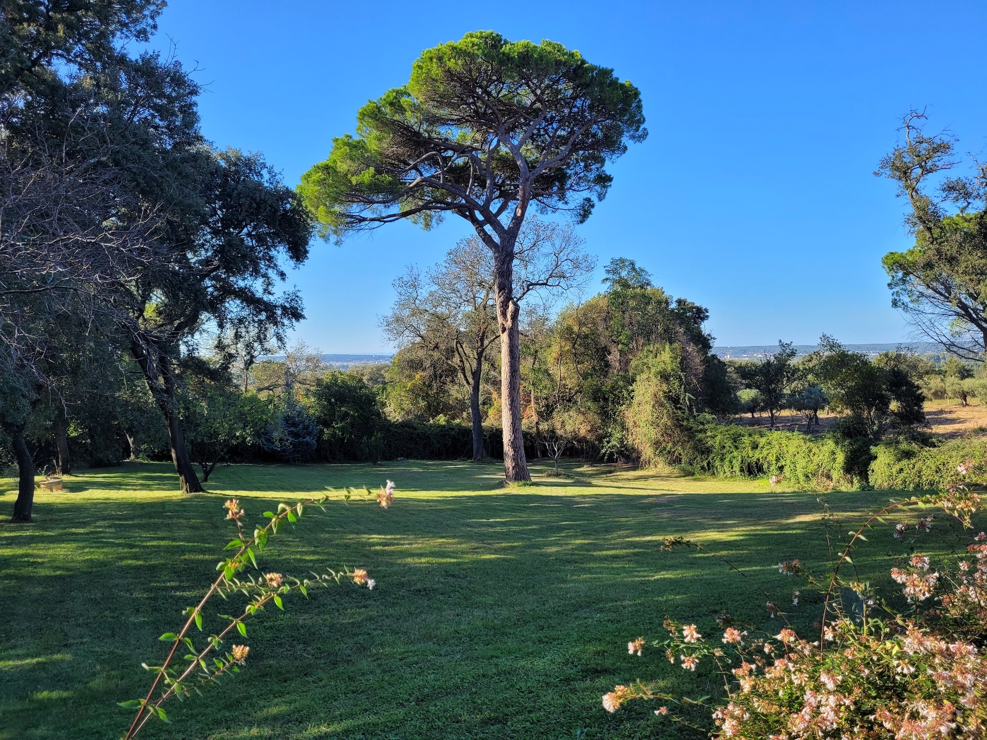 Grand pin parasol au milieu d'une pelouse entretenue, avec vue dégagée sur la campagne nîmoise