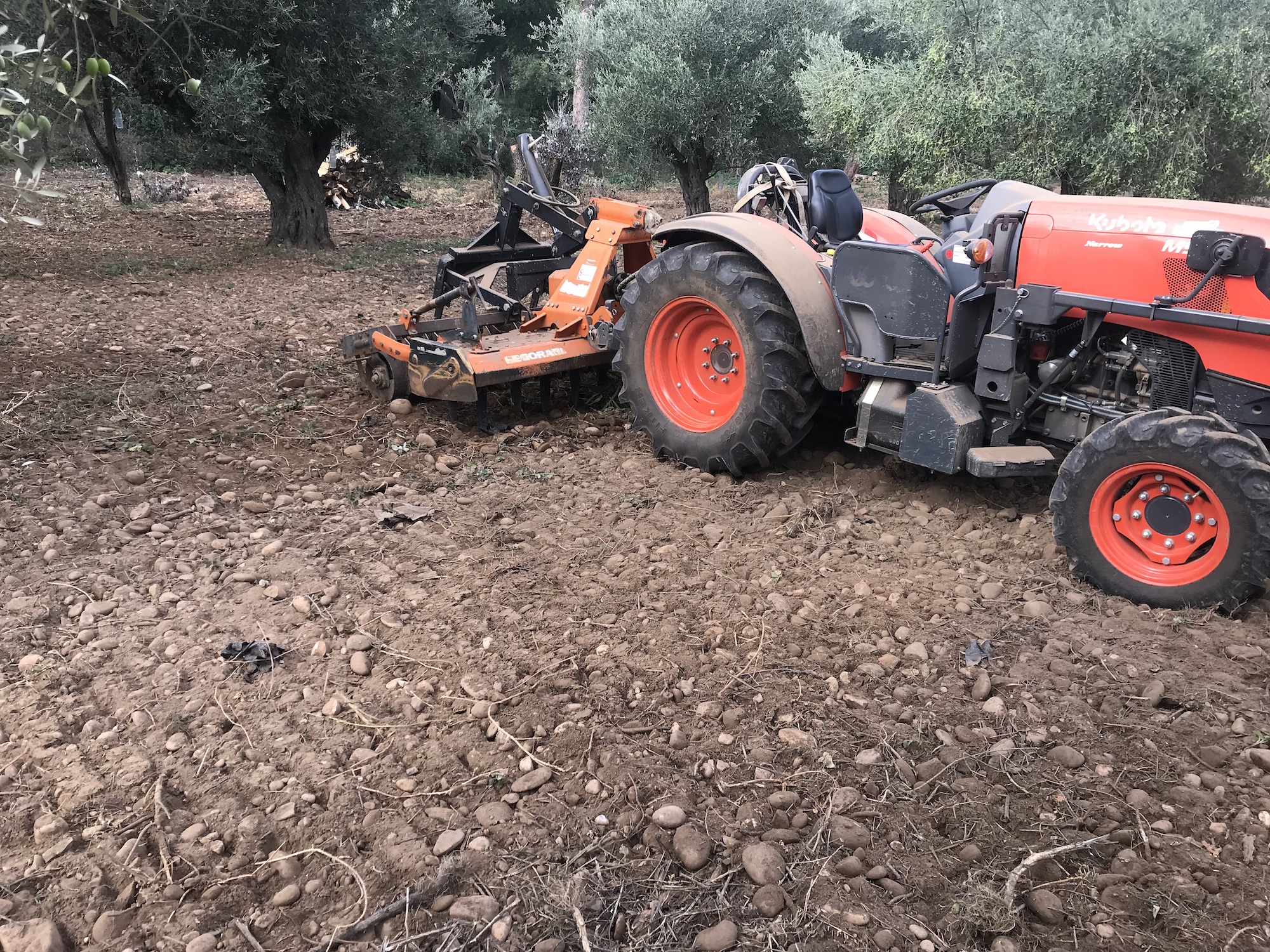 Tracteur équipé d'un outil de travail du sol entre les rangs d'une oliveraie